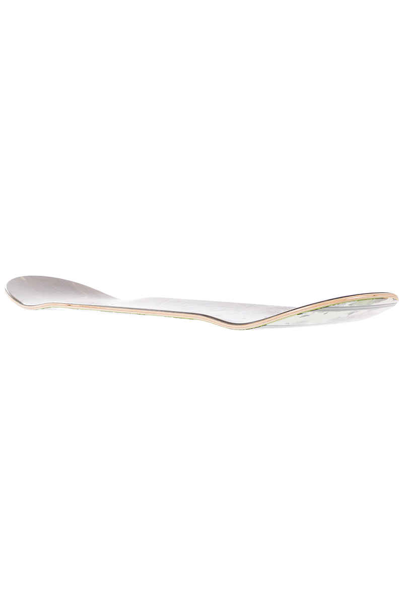 Real Brockel In Bloom 8.02" Tavola