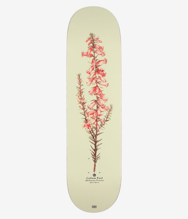 Passport Callum Pink Heath 8,25"-Skateboard-Deck, Ansicht von unten: cremefarbenes Deck mit einem mittig angeordneten, vertikalen botanischen Motiv aus braunen Stielen, rosa Blüten und grünen Blättern; kleiner schwarzer Schriftzug „Callum Paul, Melbourne, Victoria“ und Passport-Wappen nahe der unteren Mitte. Sauberes Studiobild; weißer Hintergrund.