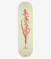 Passport Callum Pink Heath 8.25" Skateboard Deck (beige)