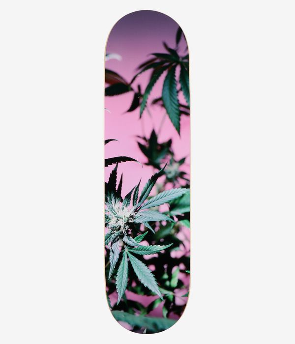 Poetic Collective Coloured Cannabis Series 2 8.375" Skateboard Deck — full bottom view showing pink background with photographic green cannabis leaves and a flowering bud; colorful calm composition. Clean Studio image; white background