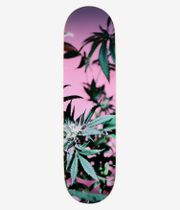Poetic Collective Coloured Cannabis Series 2 8.375" Skateboard Deck — full bottom view showing pink background with photographic green cannabis leaves and a flowering bud; colorful calm composition. Clean Studio image; white background